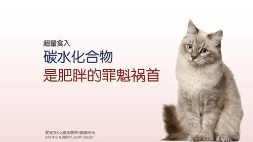 猫咪肥胖成因及预防探秘