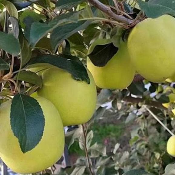 灵台苹果品种大全：从早熟到晚熟，20个品种特色全解析