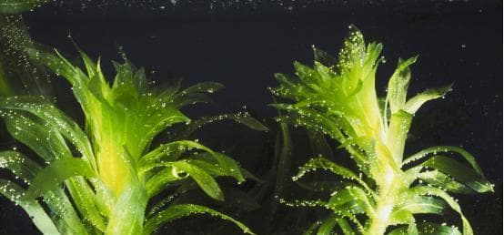常见的藻类植物及其分类特征（探究藻类植物的种类）