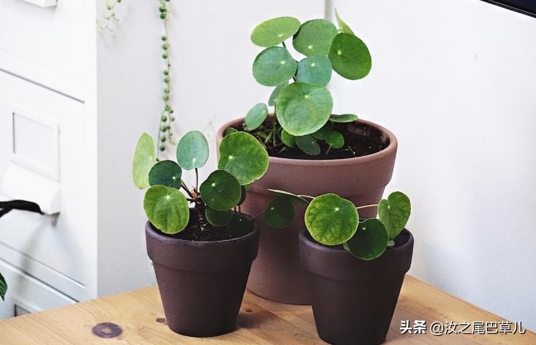镜面草的养殖方法好处（详解镜面草的种植与养护秘籍）