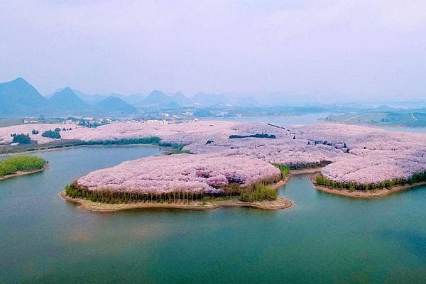 贵州平坝樱花观赏指南2024：最佳观赏时间及赏樱路线