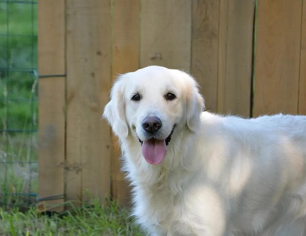 导盲犬教练：完整的职业指南