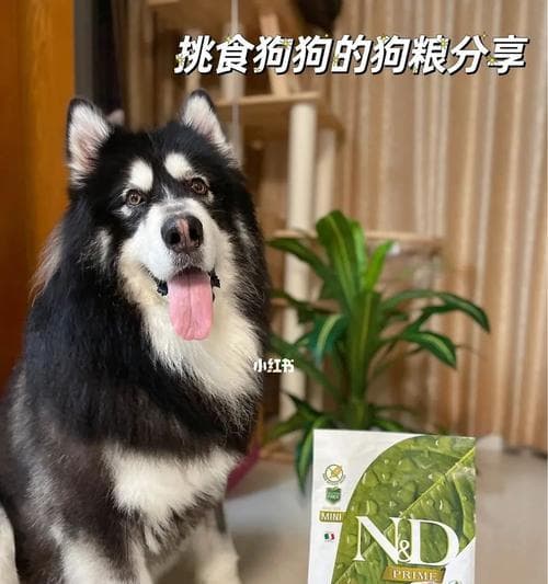 暂时没狗粮给狗吃什么？有哪些临时替代品可以选？