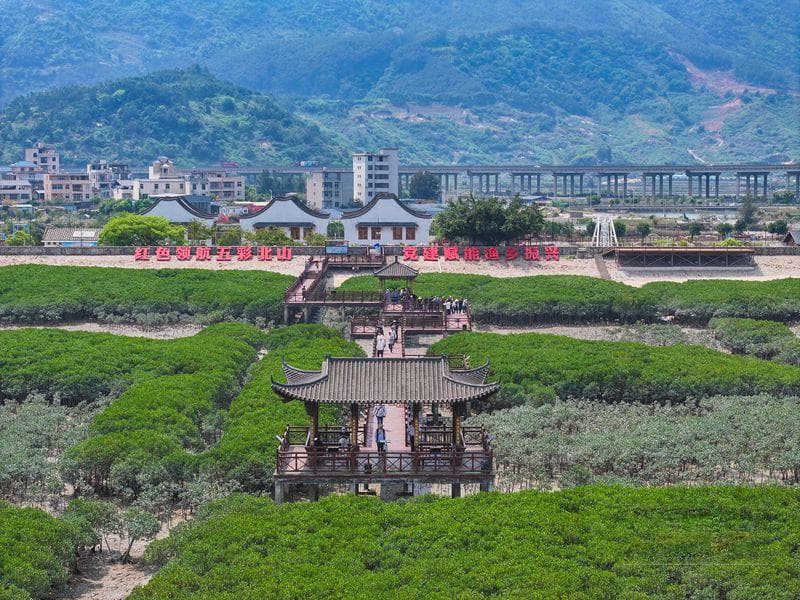 曾入选全国经验做法推广清单 福州湿地生态修复红树林3590亩