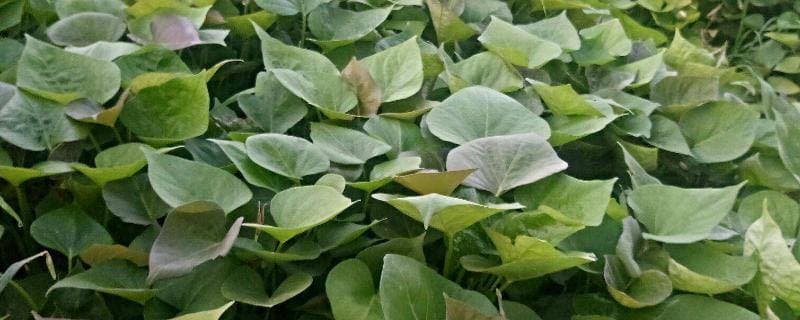如何育红薯苗（什么时候种）