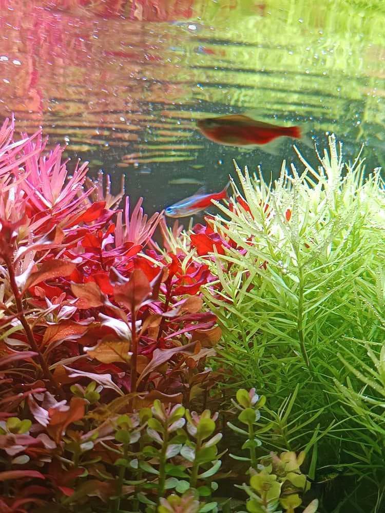水草缸种植经验分享：设备配置、水草选择与日常维护全攻略