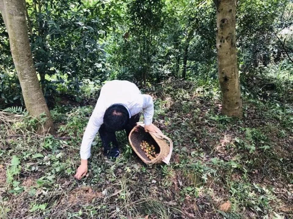 南酸枣：一种南方特有野果的多重价值