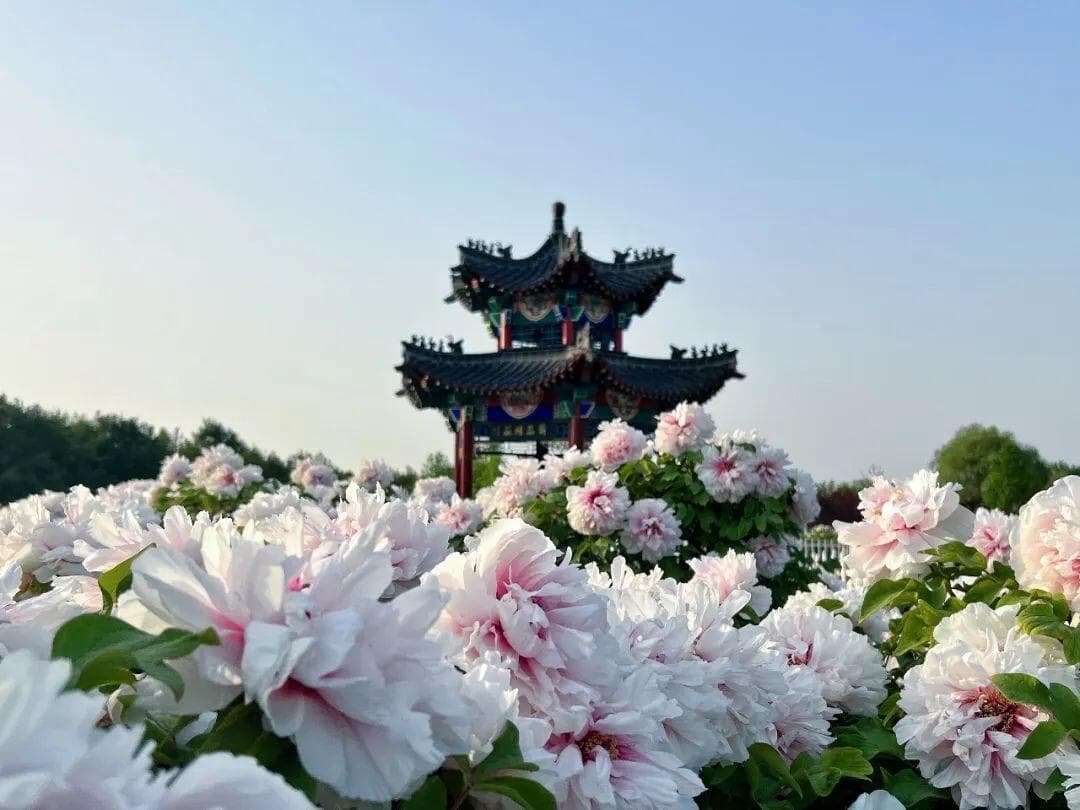 菏泽牡丹和洛阳牡丹对比，谁更胜一筹？