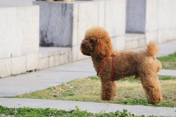 贵宾犬爱睡觉正常吗？综合这些方面来看