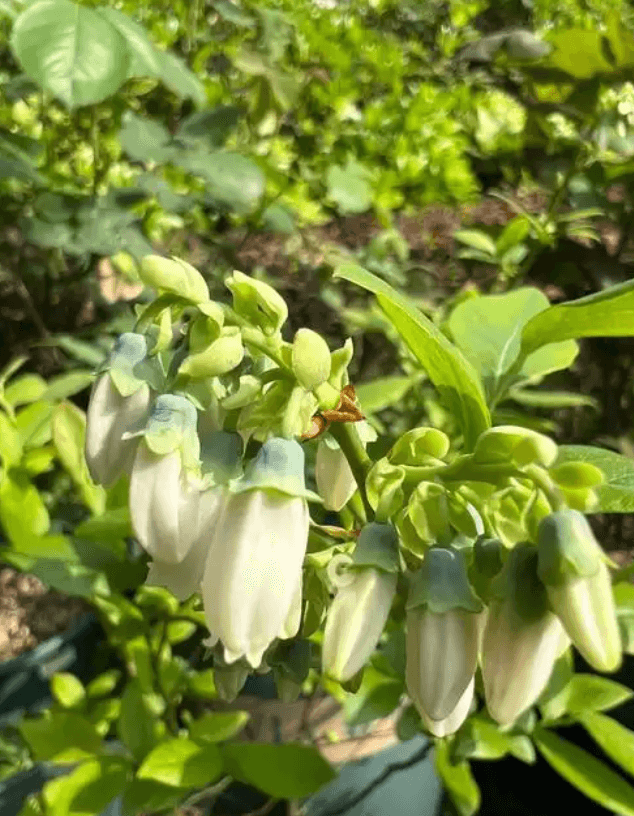 蓝莓开花前和谢花后应该重点注意哪些问题？