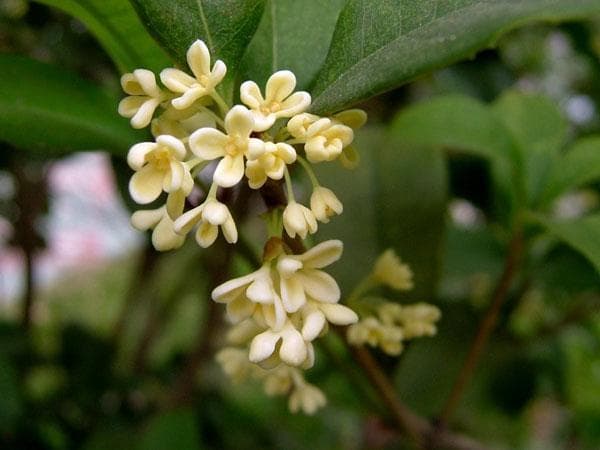 桂花常见病虫害防治指南