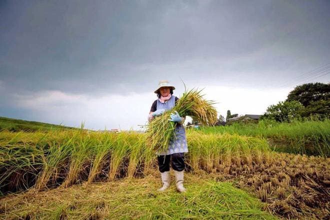 中日粮食进口对比：日本进口2400多万吨粮食，中国每年进口多少？