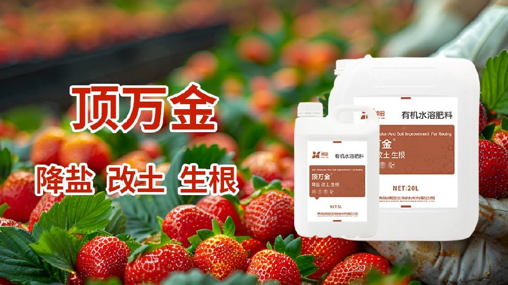 草莓结果期施什么肥？结果期施肥指南