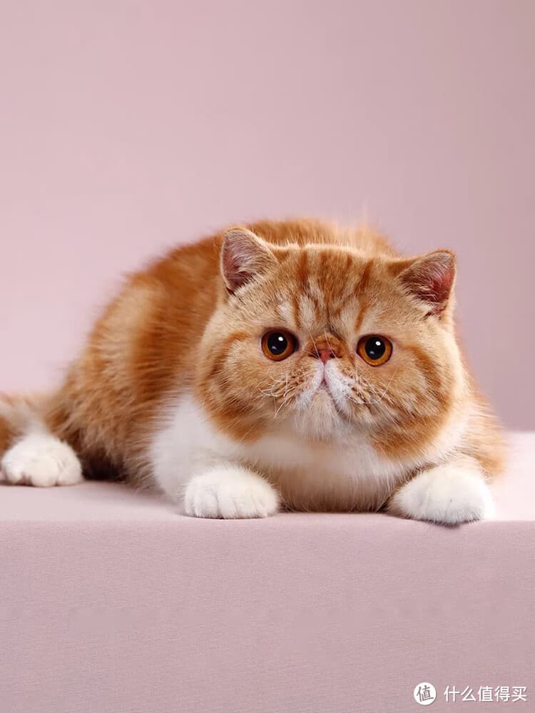 加菲猫：你知道它们真的好养吗？😻🐾
