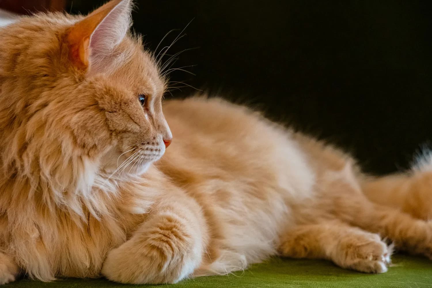 科学养护让猫咪更长寿：六大秘诀助爱猫健康相伴