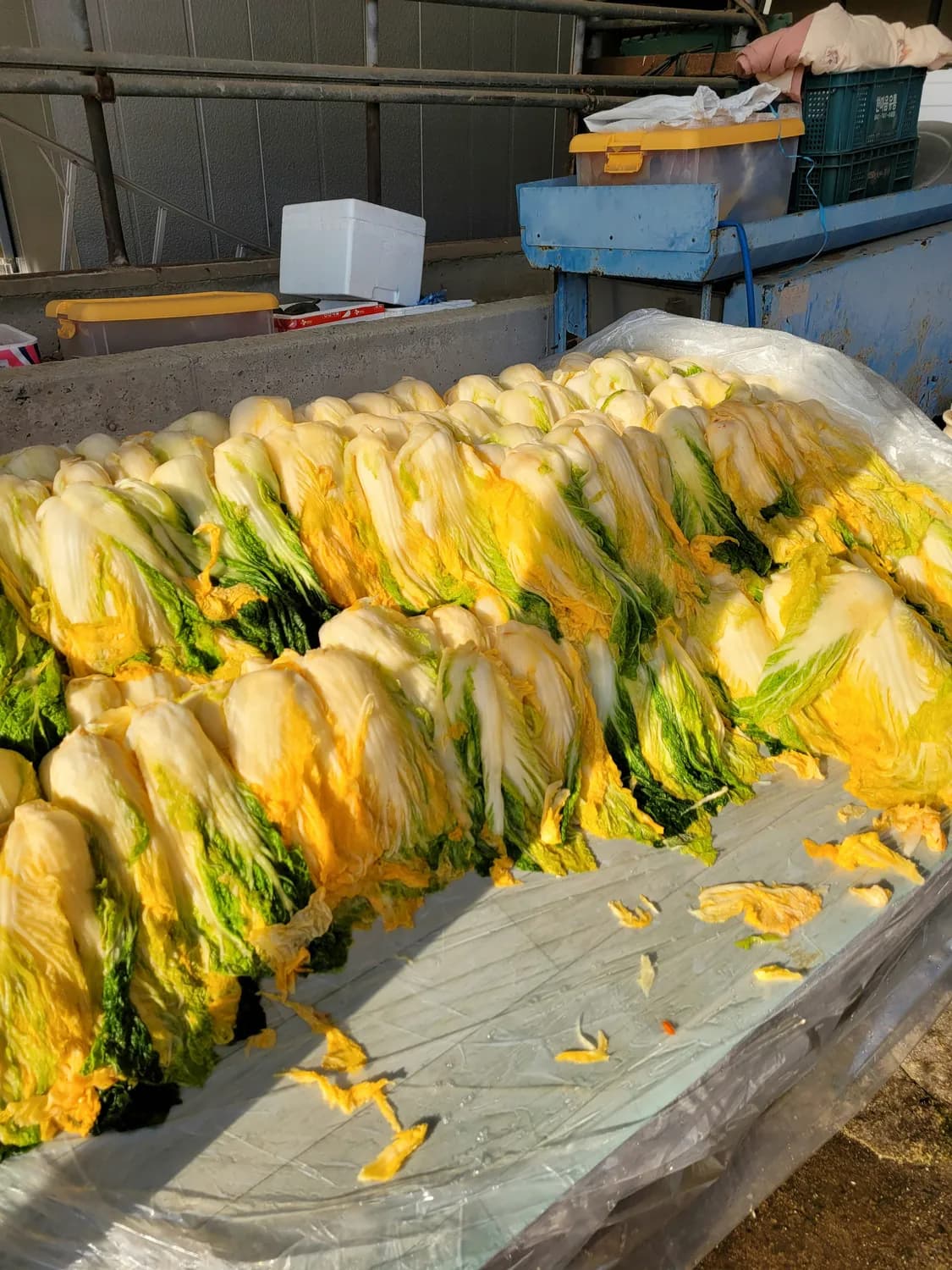 老坛酸菜风波后，如何安全食用新平酸菜？