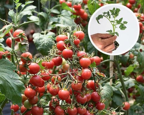 圣女果苗种植指南（从适宜月份到维护技巧，一文了解所有）