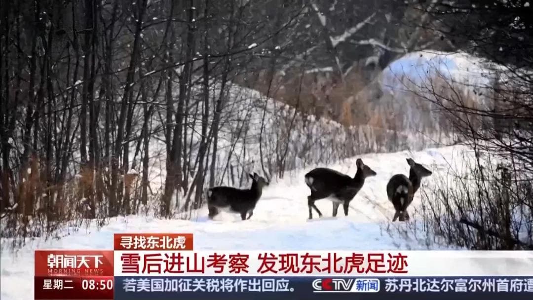 东北虎归来：从濒临绝迹到种群复兴的生态奇迹