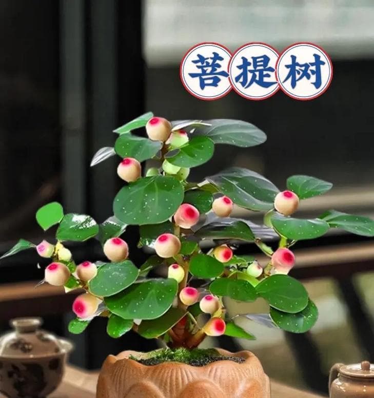 如何在室内养护菩提树？（家养方法与要点）