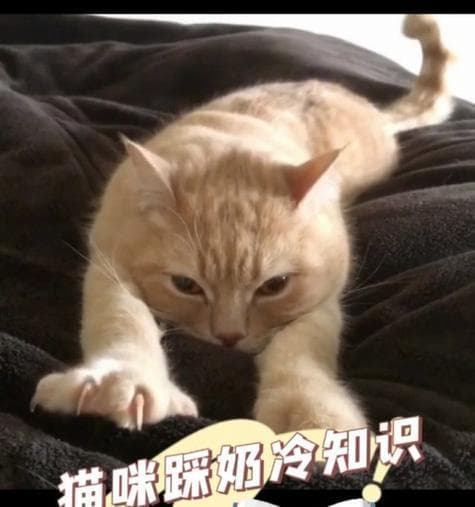 猫咪的独特性格魅力（探索猫咪内心世界的迷人特质）
