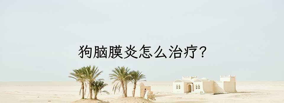 治疗狗脑膜炎的方法和注意事项