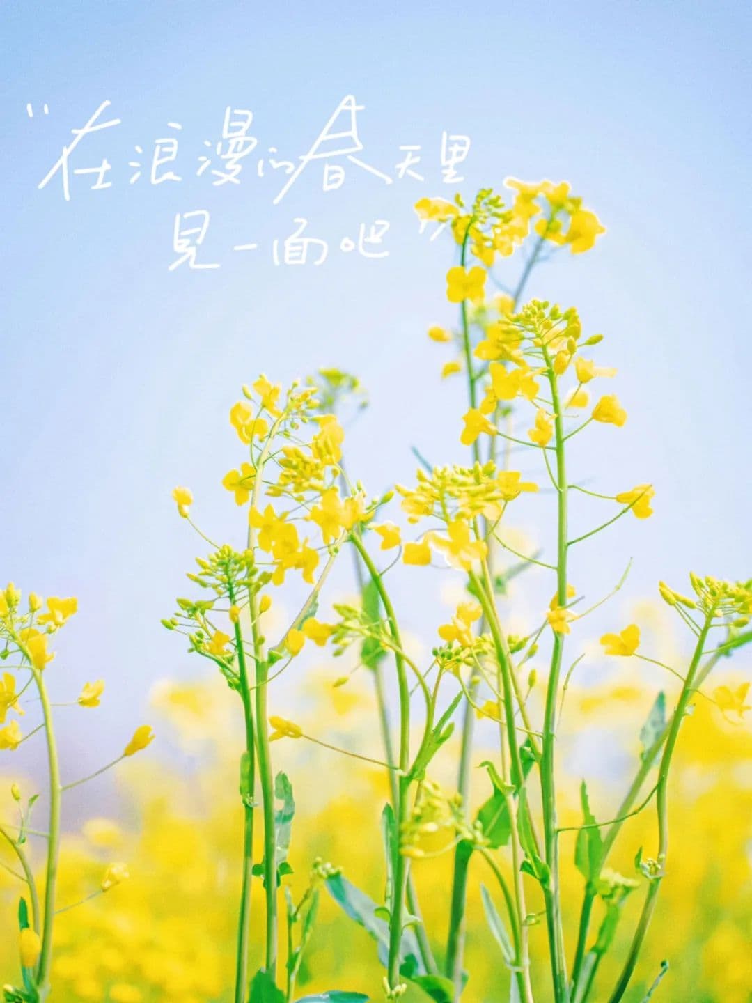 春日限定！ 南昌这片彩色油菜花海，强推→