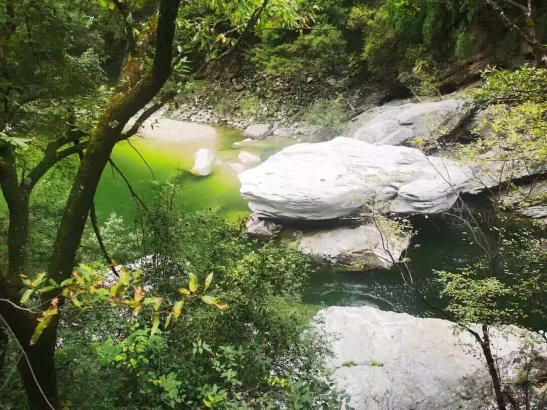 听师父讲本草的故事——芙蓉杯中山茱萸