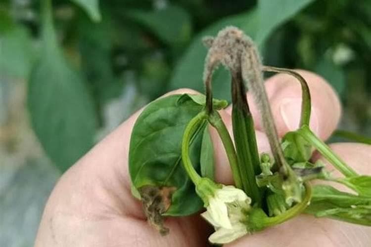 战胜植物杀手：全面攻略防治灰霉病