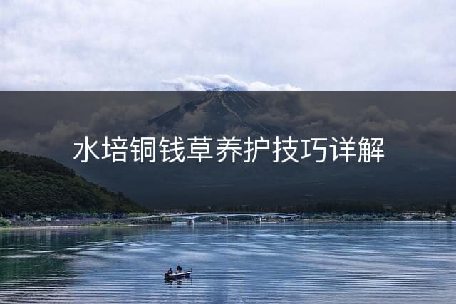 水培铜钱草养护技巧详解