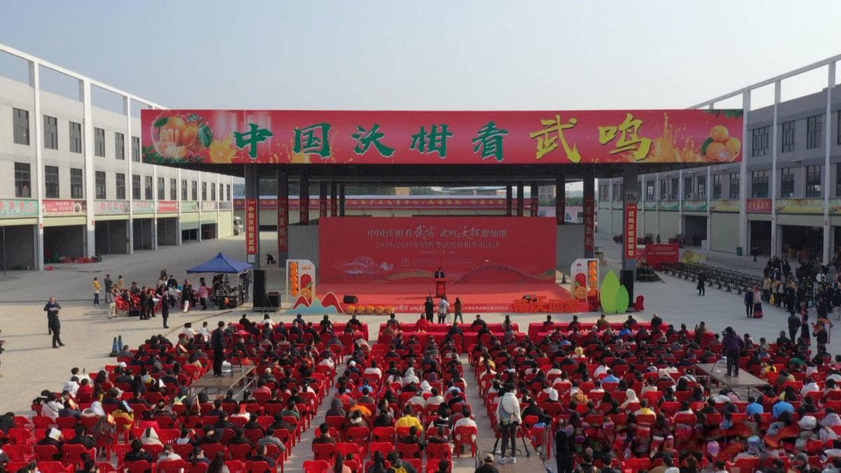 武鸣沃柑产业：从种植到深加工的全产业链发展之路