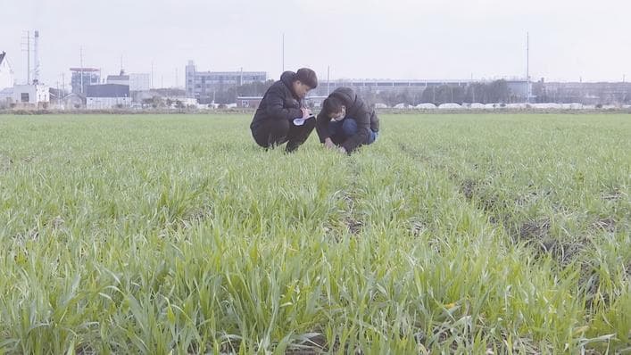 海安农技人员深入一线指导农户进行麦田管理