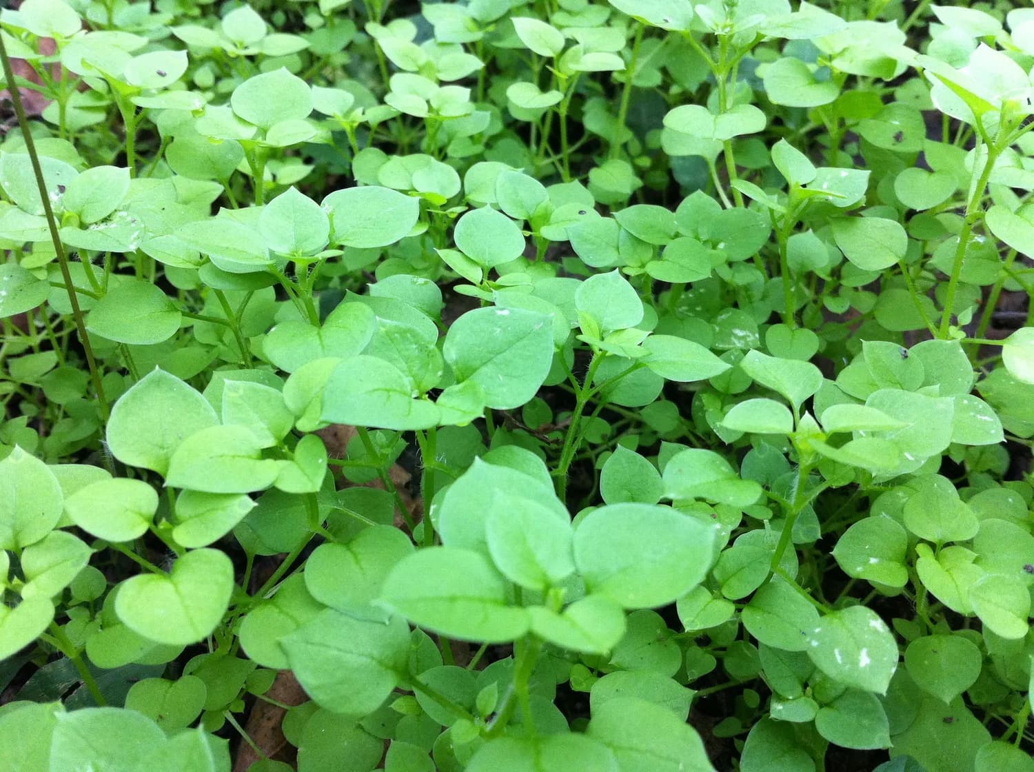 西洋菜、牡蛎、鱼肉：抗压食物大揭秘