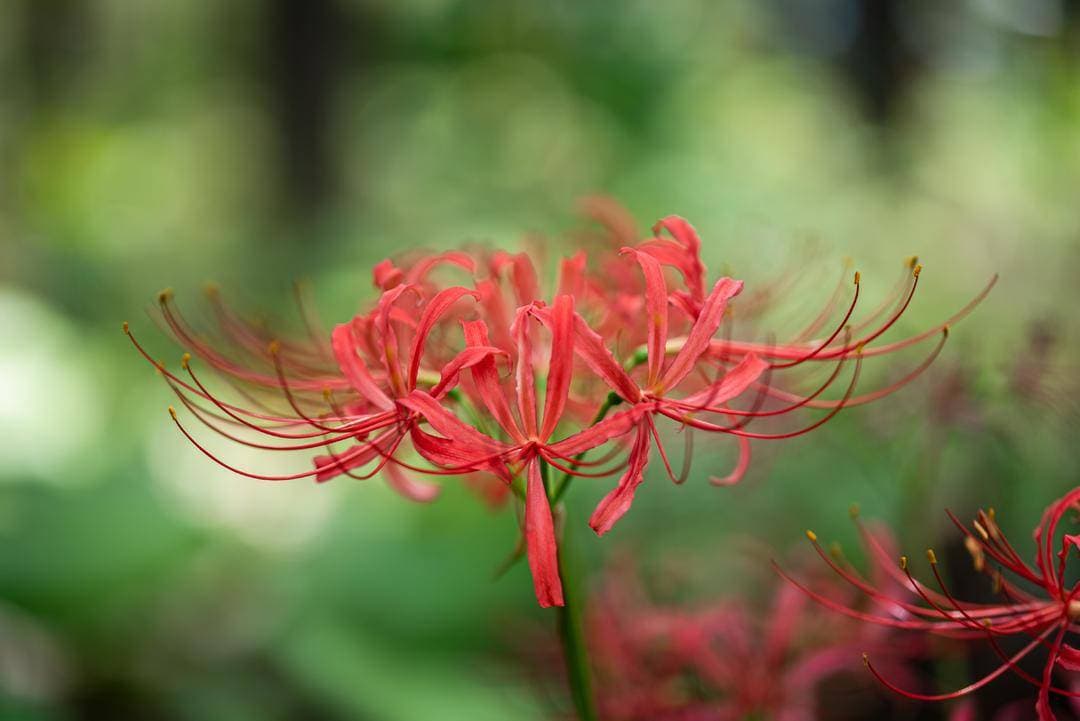 台风季的花语：石蒜与风雨兰的绽放之谜