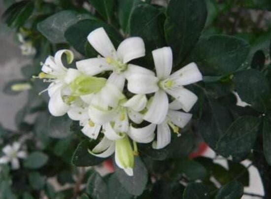 九里香花语：爱情的俘虏与养护技巧