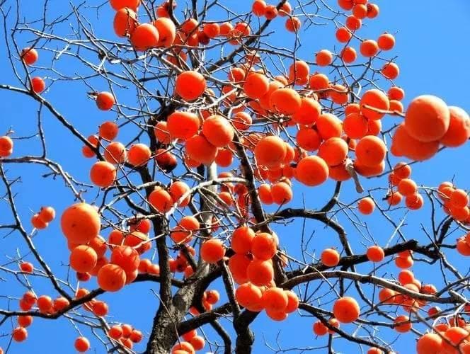 适合家门口种植的6种树，寓意吉祥镇宅旺财，一次养十棵不嫌多