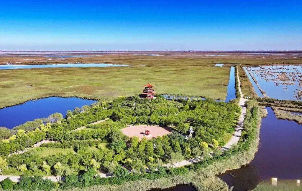 昔日围垦区变身候鸟天堂，南大港湿地获世界遗产认证