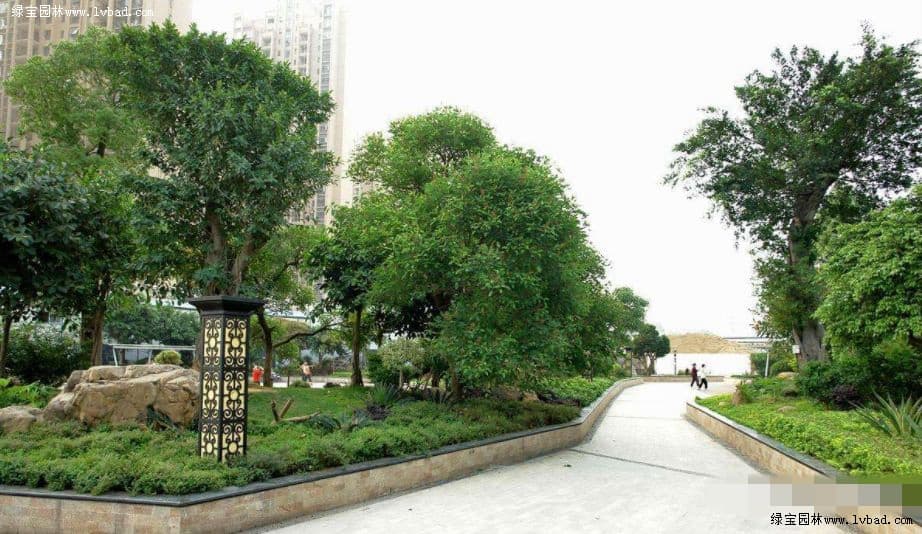 园林树木栽植的三个基本原则