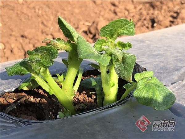 云南隆阳区：千亩有机蔬菜落地 打造高原特色生态农业新名片