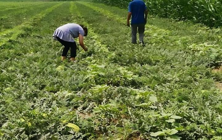 西瓜种植在什么土壤中会很甜，西瓜栽培对土壤有什么要求？