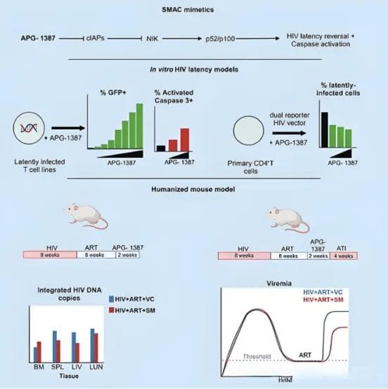 蒙特利尔大学研究：抗癌药物APG-1387可减少HIV病毒库