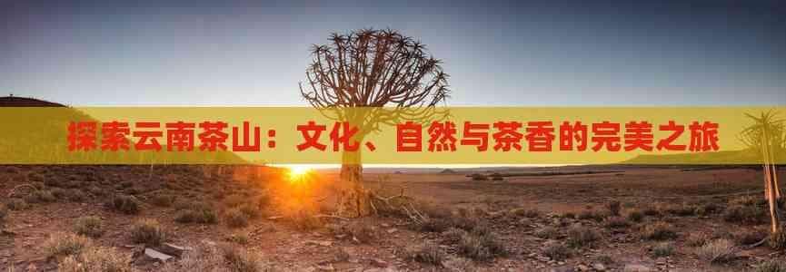 探索云南茶山：文化、自然与茶香的完美之旅