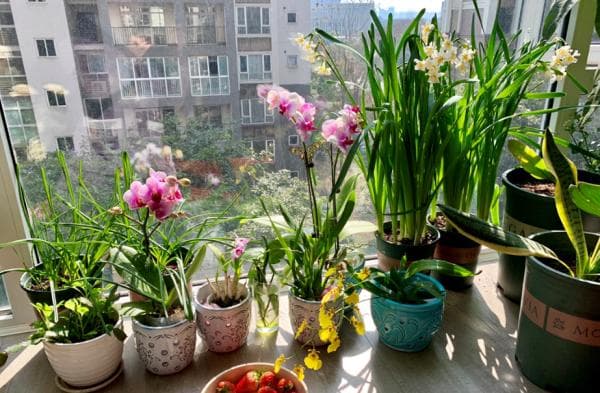 家庭园艺宝典，蔬菜与花卉种植技巧指南
