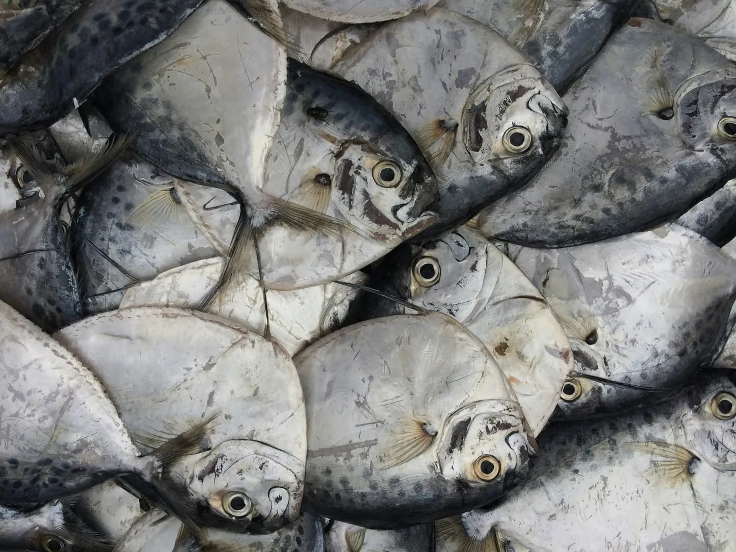 鲅鱼水饺：青岛海鲜文化的瑰宝