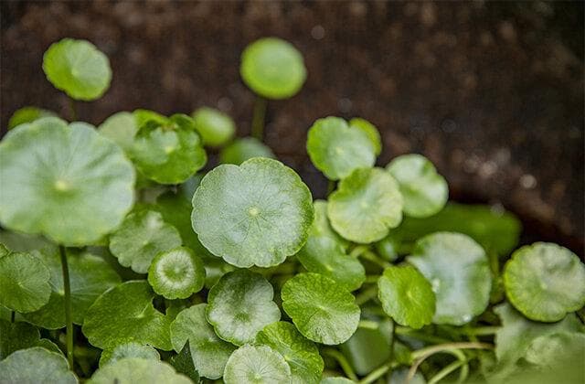 金钱草治结石有奇效，6种食疗方案详解
