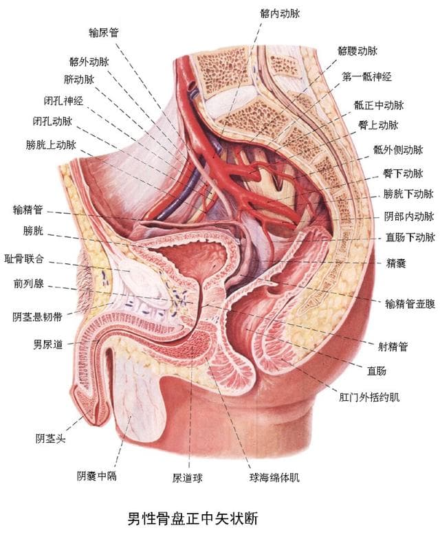 论全身麻醉后是否应该给患者导尿