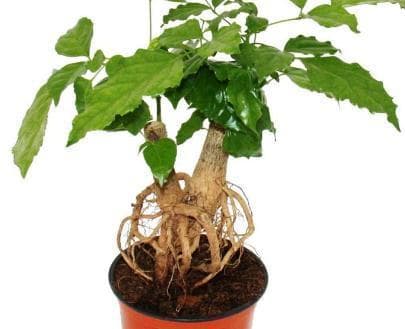菜豆树：一种具有观赏、药用和经济价值的植物