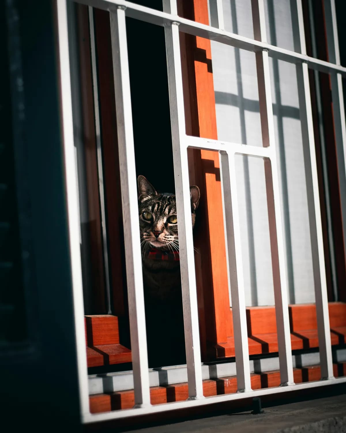 猫树怎么摆才最科学？从选购到布置的全方位指南