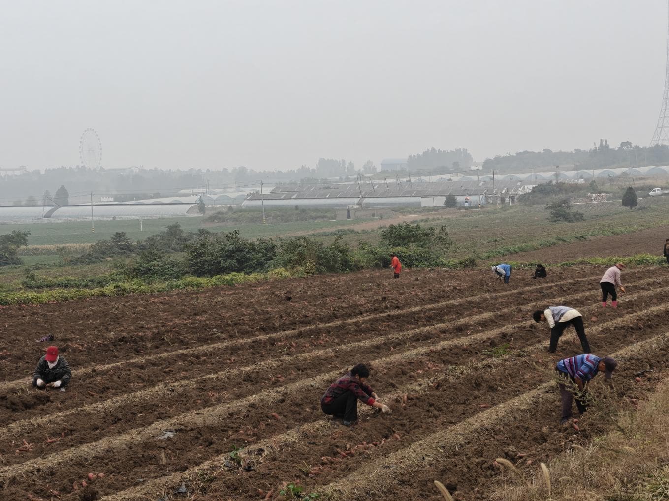 鹤壁市淇滨区钜桥镇：特色种植齐发力 绘就田园好“丰”景