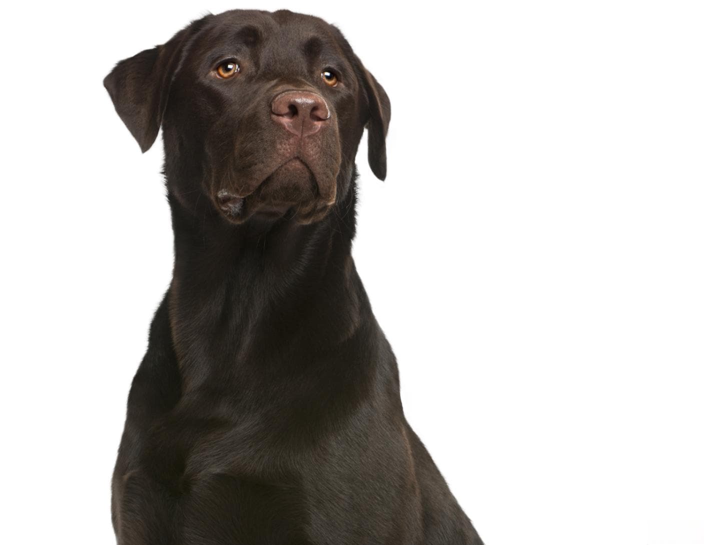 墨西哥无毛犬：一种独特的小型玩赏犬