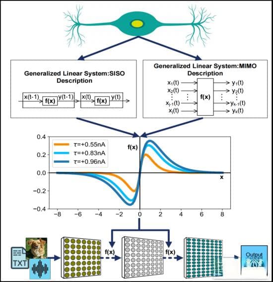 神经元衰减激活方法和数学模型助力人工智能和脑科学领域取得新进展